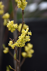 Spicebush (Lindera benzoin) at Green Thumb Garden Centre