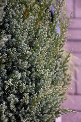 Ontario Green Chinese Juniper (Juniperus chinensis 'Ontario Green') at Lakeshore Garden Centres
