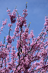 Rise 'N Shine Redbud (Cercis canadensis 'JN15') at Lakeshore Garden Centres