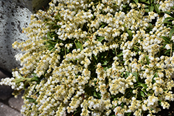 Purity Japanese Pieris (Pieris japonica 'Purity') at Lakeshore Garden Centres