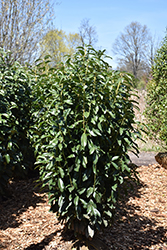 Genolia Cherry Laurel (Prunus laurocerasus 'Mariblon') at Lakeshore Garden Centres