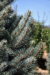 Bacheri Blue Spruce (Picea pungens 'Bacheri') at The Mustard Seed