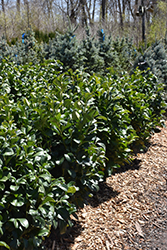 Etna English Laurel (Prunus laurocerasus 'Anbri') at Lakeshore Garden Centres