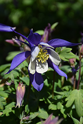 Kirigami Deep Blue and White Columbine (Aquilegia caerulea 'Kirigami Deep Blue and White') at Green Thumb Garden Centre