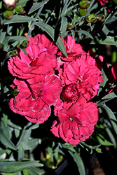 Constant Cadence Cherry Pinks (Dianthus 'Constant Cadence Cherry') at Lakeshore Garden Centres