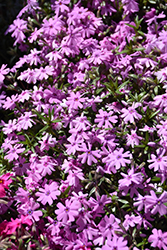 Fort Hill Moss Phlox (Phlox subulata 'Fort Hill') at Peter Knippel Garden Centre