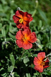 Fire Dragon Rock Rose (Helianthemum 'Fire Dragon') at Lakeshore Garden Centres