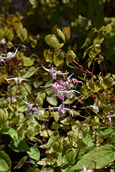 Tama No Genpei Bishop's Hat (Epimedium 'Tama No Genpei') at Lakeshore Garden Centres
