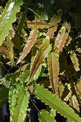 Spine Tingler Barrenwort (Epimedium 'Spine Tingler') at Lakeshore Garden Centres
