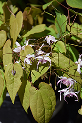 Raspberry Rhapsody Fairy Wings (Epimedium 'Raspberry Rhapsody') at Lakeshore Garden Centres
