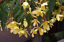 Copacabana Yellow Begonia (Begonia boliviensis 'Copacabana Yellow') at Lakeshore Garden Centres