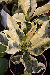 Tamara Variegated Croton (Codiaeum variegatum 'Tamara') at Lakeshore Garden Centres