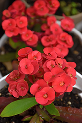 Mini Eos Crown Of Thorns (Euphorbia milii 'Mini Eos') at Lakeshore Garden Centres