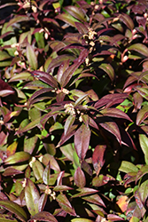 Scarletta Fetterbush (Leucothoe fontanesiana 'Zeblid') at Lakeshore Garden Centres
