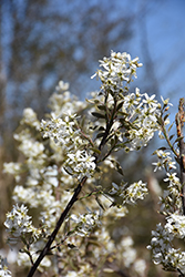Hybrid Serviceberry (Amelanchier x grandiflora) at Lakeshore Garden Centres