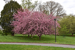 Royal Burgundy Flowering Cherry (Prunus serrulata 'Royal Burgundy') at Lakeshore Garden Centres