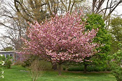 Kwanzan Flowering Cherry (Prunus serrulata 'Kwanzan') at Mainescape Nursery