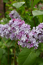 Henri Martin Lilac (Syringa vulgaris 'Henri Martin') at Lakeshore Garden Centres