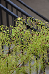 Koto No Ito Japanese Maple (Acer palmatum 'Koto No Ito') at Lakeshore Garden Centres