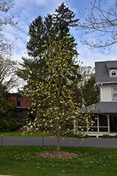 Tranquility Magnolia (Magnolia 'Tranquility') at Lakeshore Garden Centres