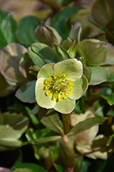 HGC Cinnamon Snow Hellebore (Helleborus 'Cinnamon Snow') at Lakeshore Garden Centres
