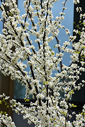 Royal White Redbud (Cercis canadensis 'Royal White') at Lakeshore Garden Centres