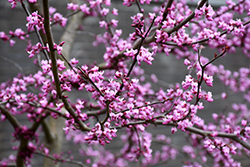 Burgundy Hearts Redbud (Cercis canadensis 'Greswan') at Lakeshore Garden Centres