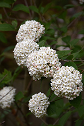 Fragrant Viburnum (Viburnum x carlcephalum) at Peter Knippel Garden Centre