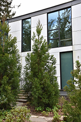 Yoshino Japanese Cedar (Cryptomeria japonica 'Yoshino') at Lakeshore Garden Centres