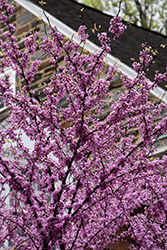 Alley Cat Redbud (Cercis canadensis 'Alley Cat') at Lakeshore Garden Centres