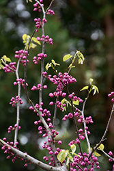 Pink Pom Poms Redbud (Cercis canadensis 'Pink Pom Poms') at Lakeshore Garden Centres