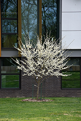 Royal White Redbud (Cercis canadensis 'Royal White') at Lakeshore Garden Centres