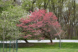 Cherokee Chief Flowering Dogwood (Cornus florida 'Cherokee Chief') at Lakeshore Garden Centres