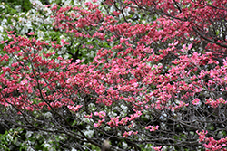 Cherokee Chief Flowering Dogwood (Cornus florida 'Cherokee Chief') at Lakeshore Garden Centres
