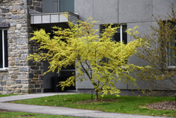Orange Dream Japanese Maple (Acer palmatum 'Orange Dream') at Lakeshore Garden Centres