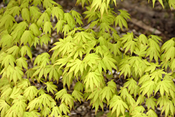Orange Dream Japanese Maple (Acer palmatum 'Orange Dream') at Lakeshore Garden Centres