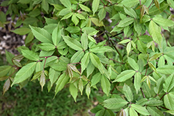 Henry's Maple (Acer henryi) at Lakeshore Garden Centres