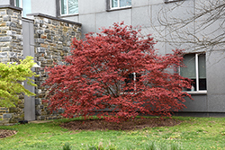Purple Ghost Japanese Maple (Acer palmatum 'Purple Ghost') at Lakeshore Garden Centres