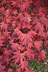 Purple Ghost Japanese Maple (Acer palmatum 'Purple Ghost') at Lakeshore Garden Centres