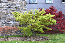 Shinobuga Oka Japanese Maple (Acer palmatum 'Shinobuga Oka') at Lakeshore Garden Centres
