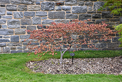 Aka Shigitatsu Sawa Japanese Maple (Acer palmatum 'Aka Shigitatsu Sawa') at Lakeshore Garden Centres