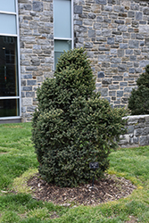 Yukon Blue Spruce (Picea glauca 'Yukon Blue') at Lakeshore Garden Centres