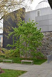 Angyo Weeping Trident Maple (Acer buergerianum 'Angyo Weeping') at Lakeshore Garden Centres