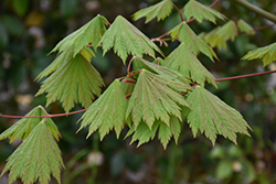 Emmett's Pumpkin Fullmoon Maple (Acer japonicum 'Emmett's Pumpkin') at Lakeshore Garden Centres