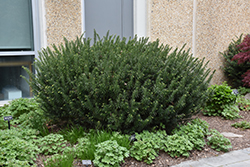 Duke Gardens Plum Yew (Cephalotaxus harringtonia 'Duke Gardens') at Lakeshore Garden Centres