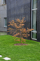 Ariadne Japanese Maple (Acer palmatum 'Ariadne') at Lakeshore Garden Centres