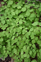 White Inside-Out Flower (Vancouveria hexandra) at Lakeshore Garden Centres