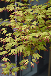 Tsuma Gaki Japanese Maple (Acer palmatum 'Tsuma Gaki') at Lakeshore Garden Centres