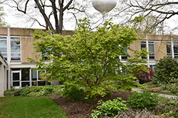Vitifolium Fullmoon Maple (Acer japonicum 'Vitifolium') at Lakeshore Garden Centres