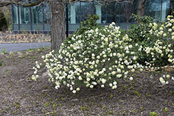 Eskimo Viburnum (Viburnum 'Eskimo') at Lakeshore Garden Centres